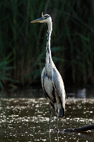 4460 Ardea cinerea (Airone cenerino)
